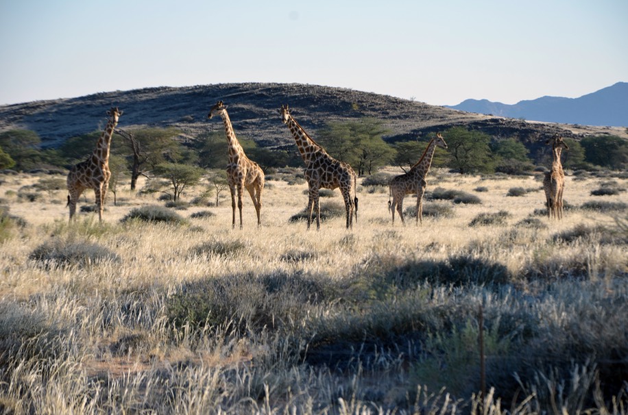 17_Giraffen_5