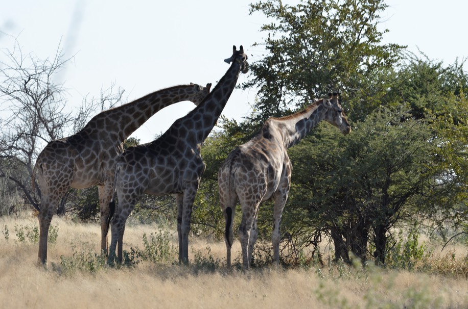 35_Giraffen_10