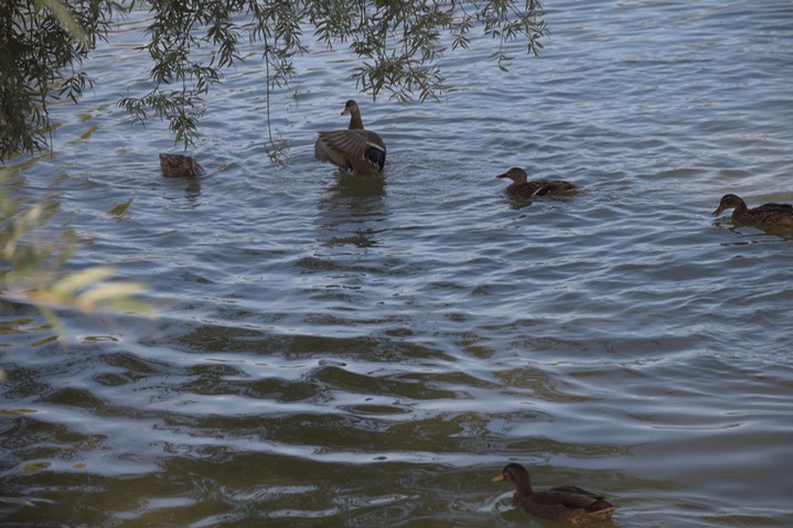 Enten