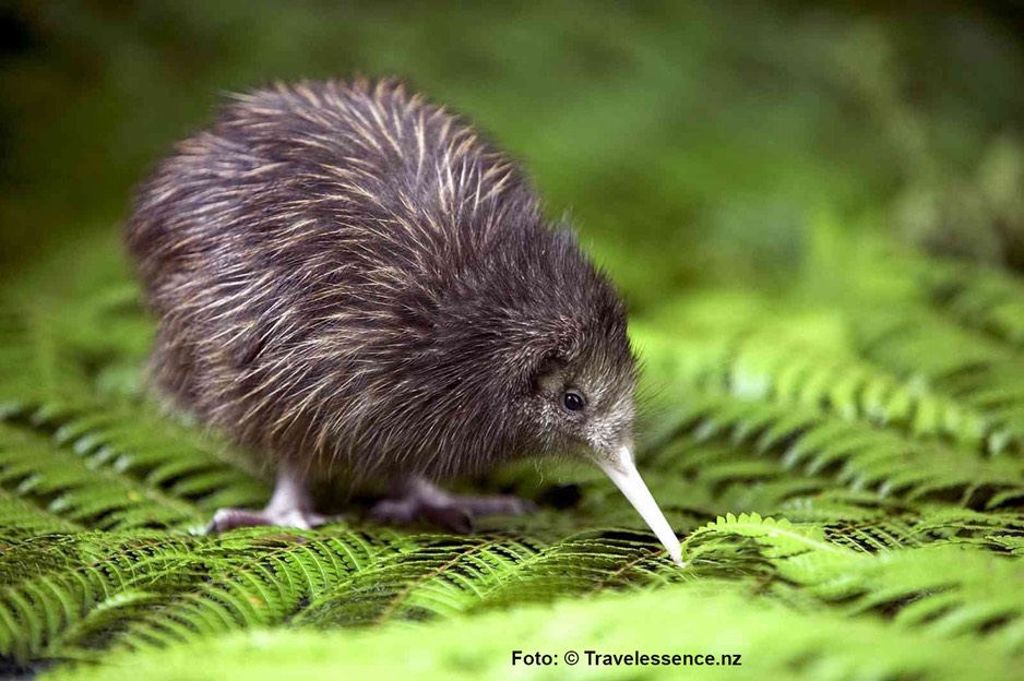 Kiwi.jpg