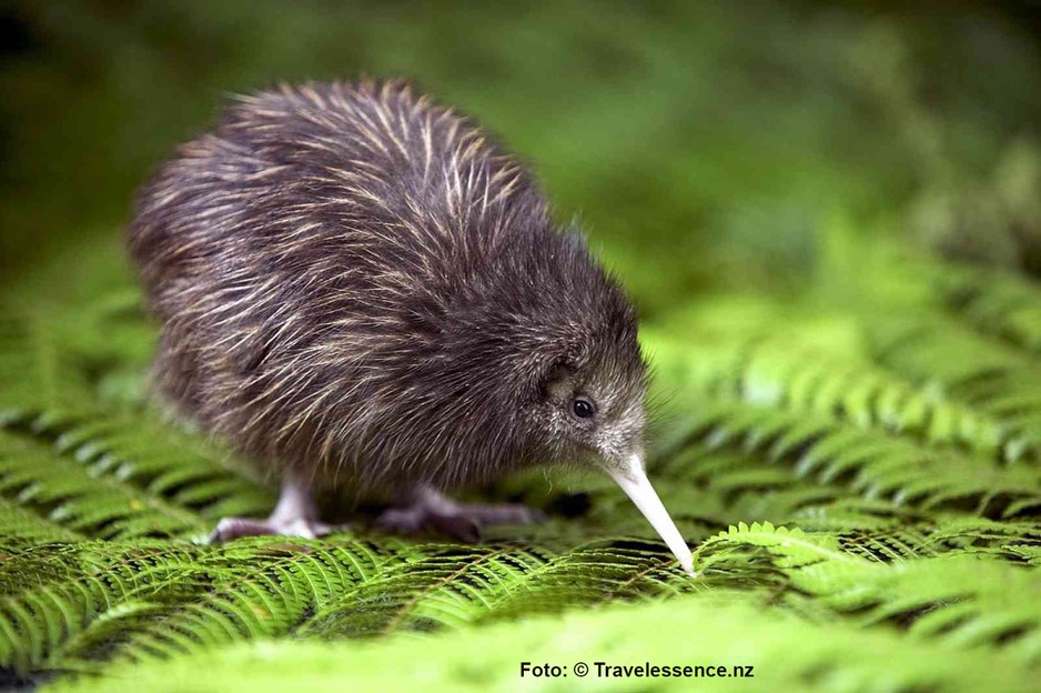 Kiwi.jpg