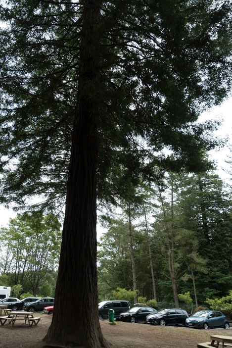 RedWood 1 (1 von 1).jpg